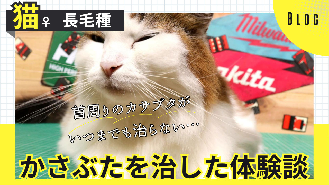 猫の首周りかさぶたが治らない