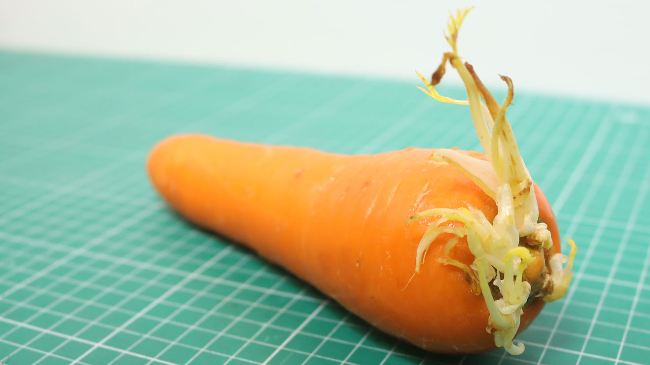 ジップロックで2.5ヶ月保存したニンジンのヘタ